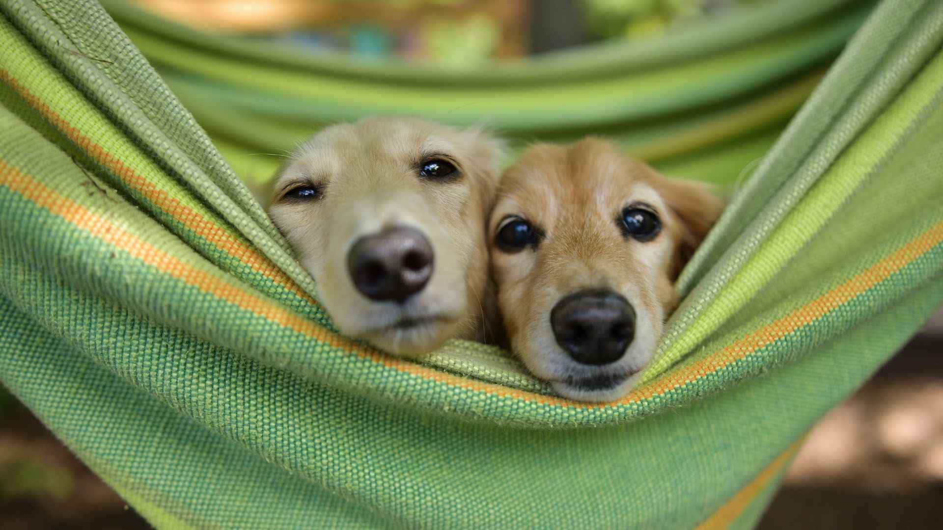 Perros relajados por la valeriana